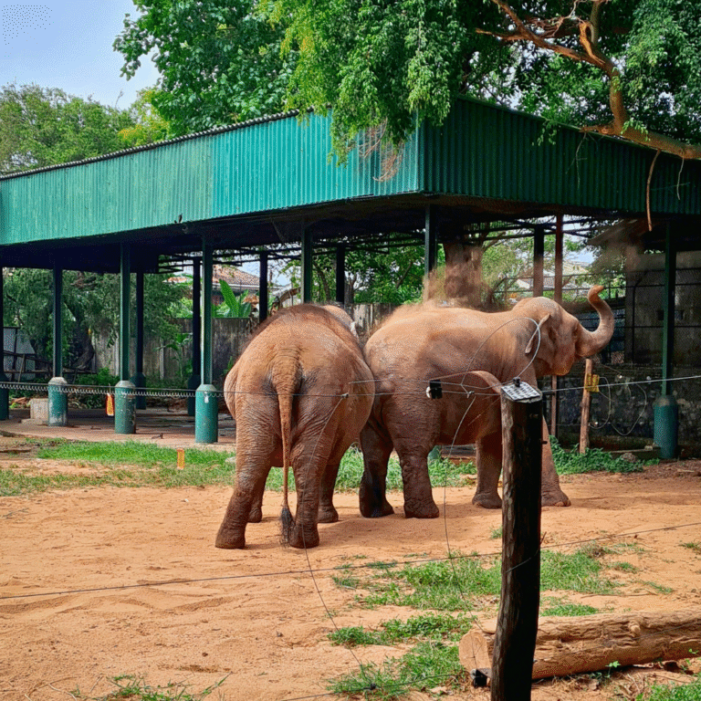 Wildlife exhibits at Dehiwala Zoo Sri Lanka