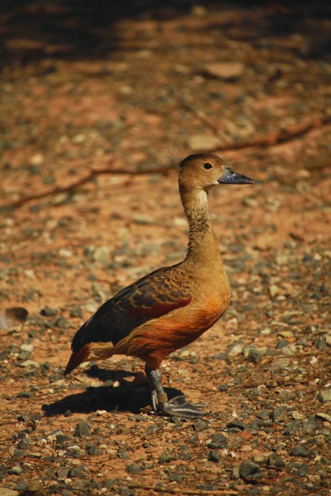 Wild lesser whistling duck in natural habitat of Sri Lanka