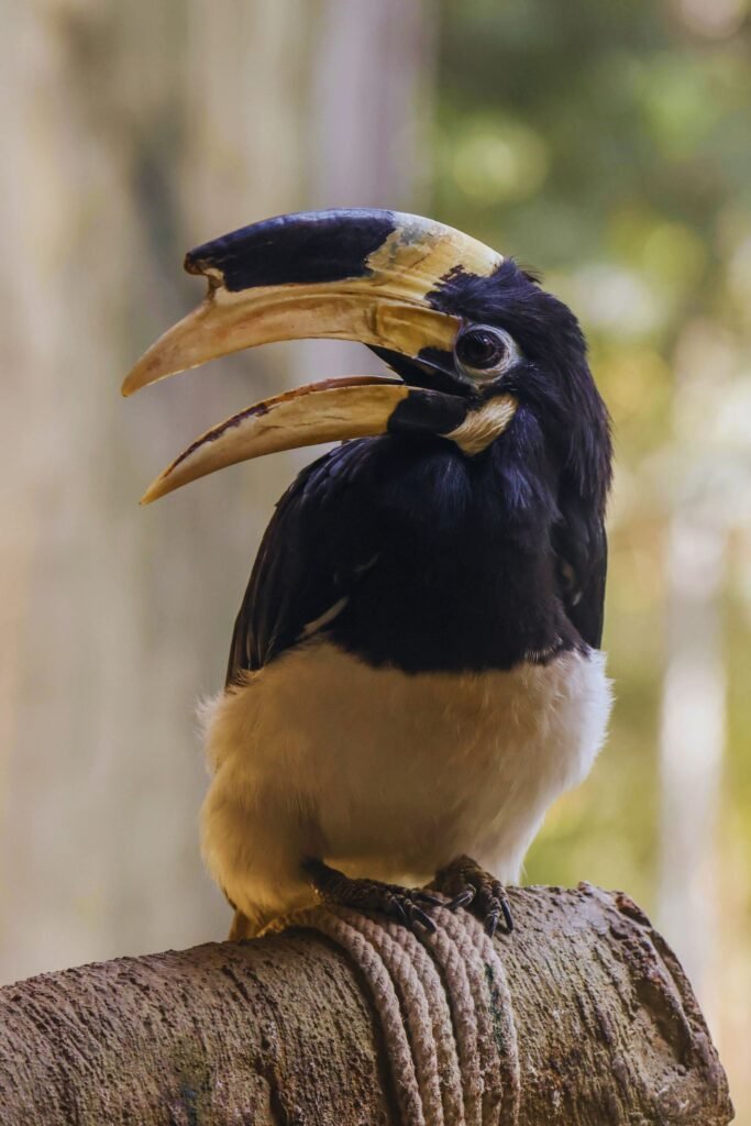 Malabar-pied Hornbill perched on a tropical tree branch in Sri Lanka