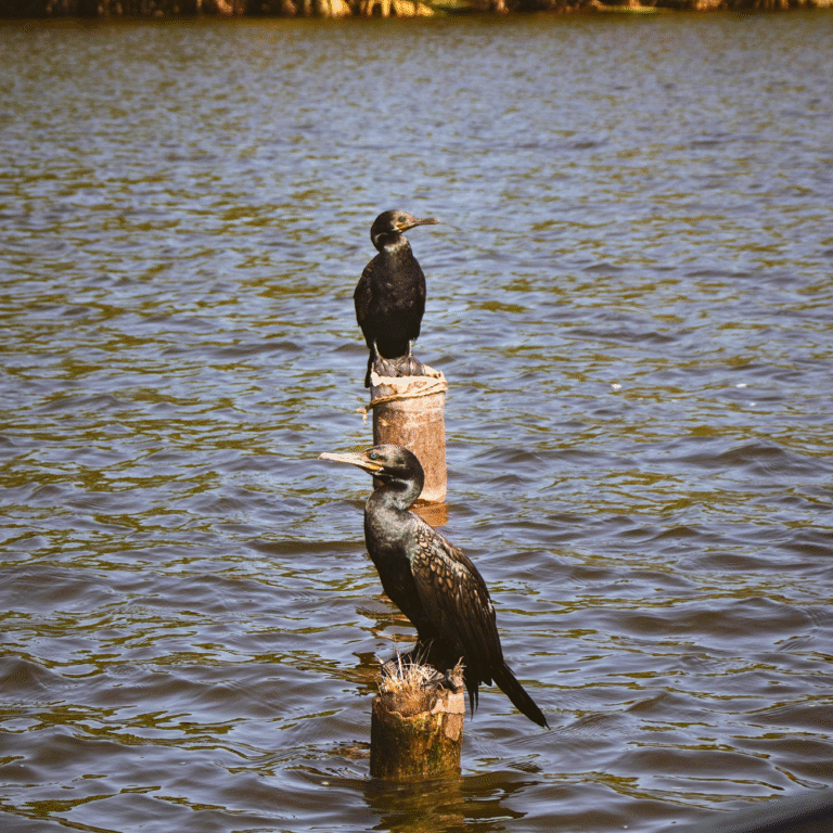 boat cruising through Bentota river surrounded by lush greenery