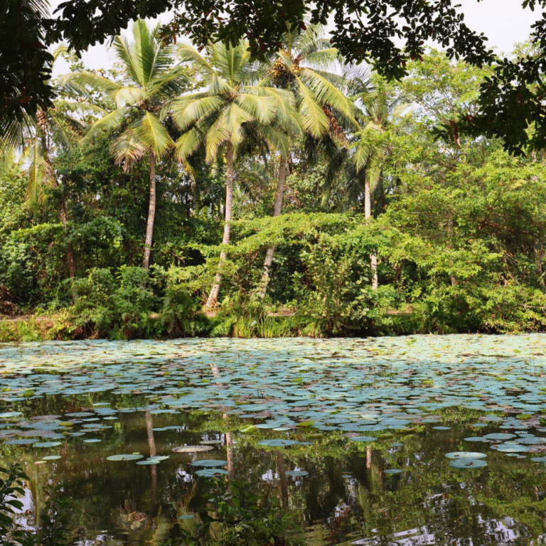 serene waters of Bentota lagoon with reflections of trees