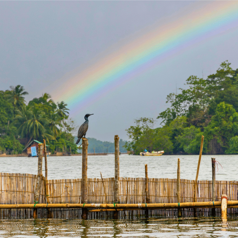 scenic sunset over Bentota lagoon during boat ride