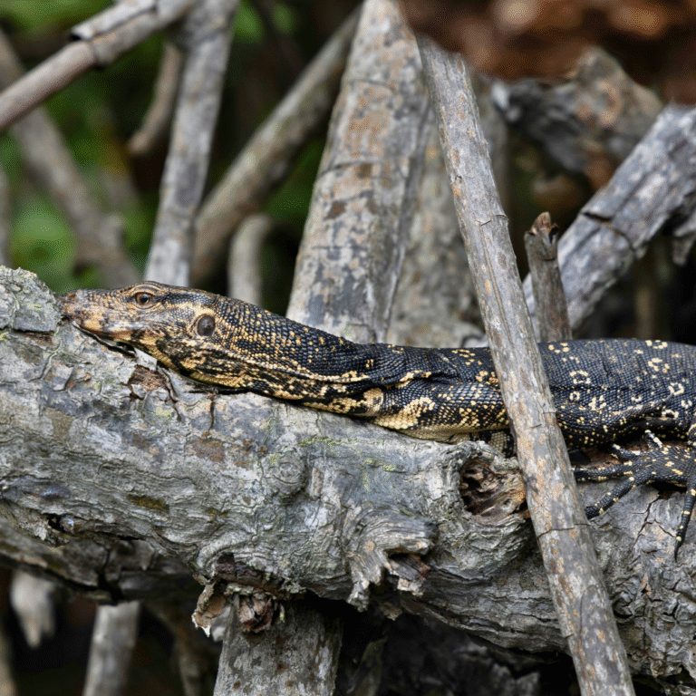 Bentota river safari capturing crocodiles and waterbirds