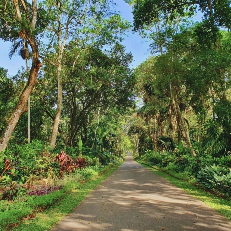 Walking trails through Gampaha Botanical Garden