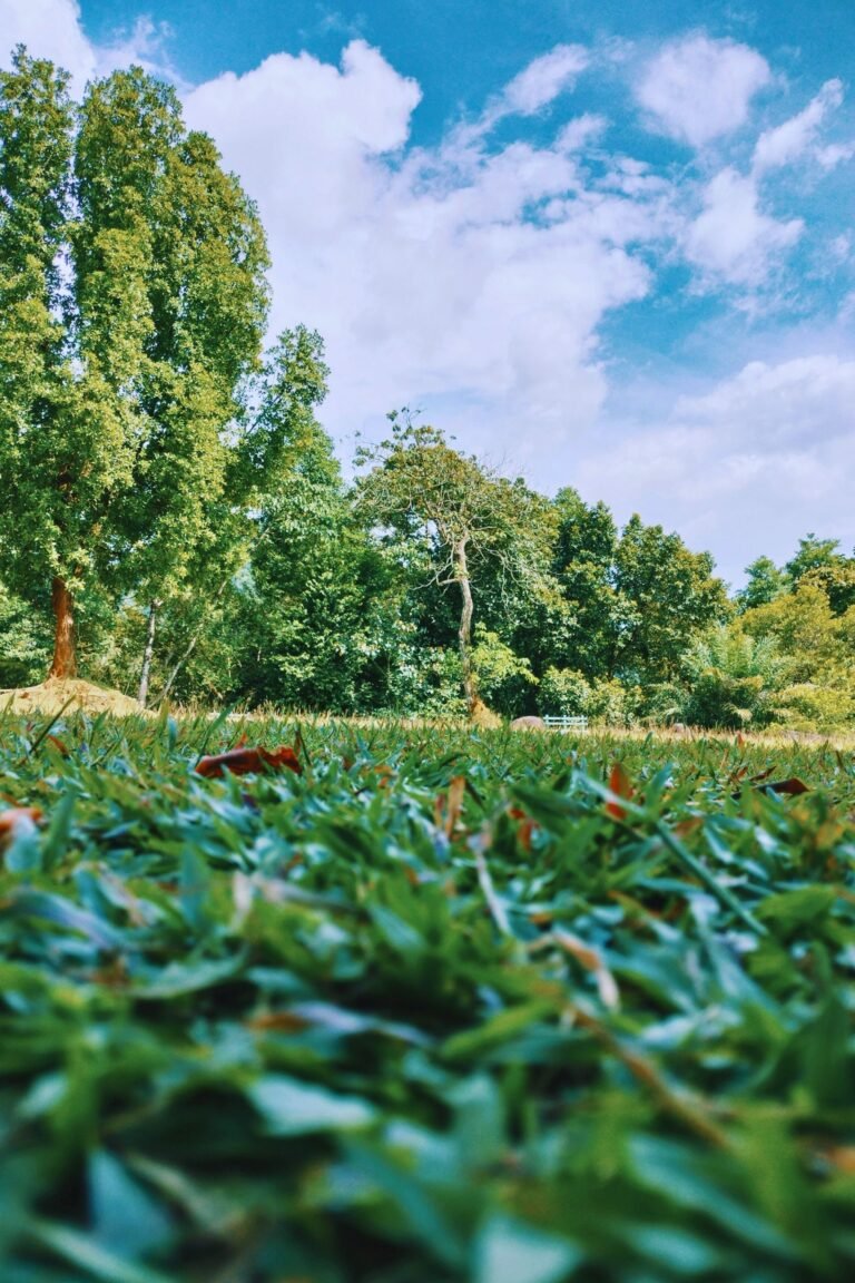 Lush tropical trees in Gampaha Botanical Garden Sri Lanka