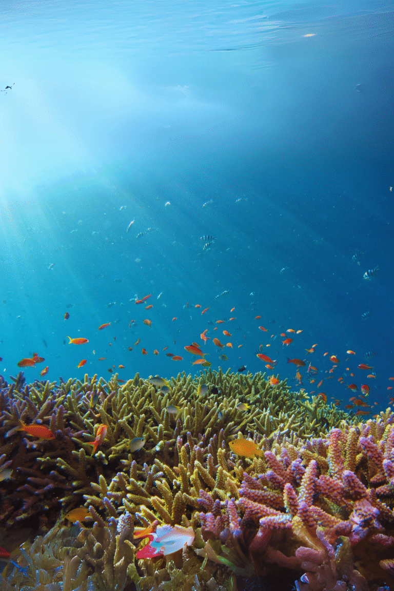 Vibrant coral formations at Hikkaduwa Coral Reef