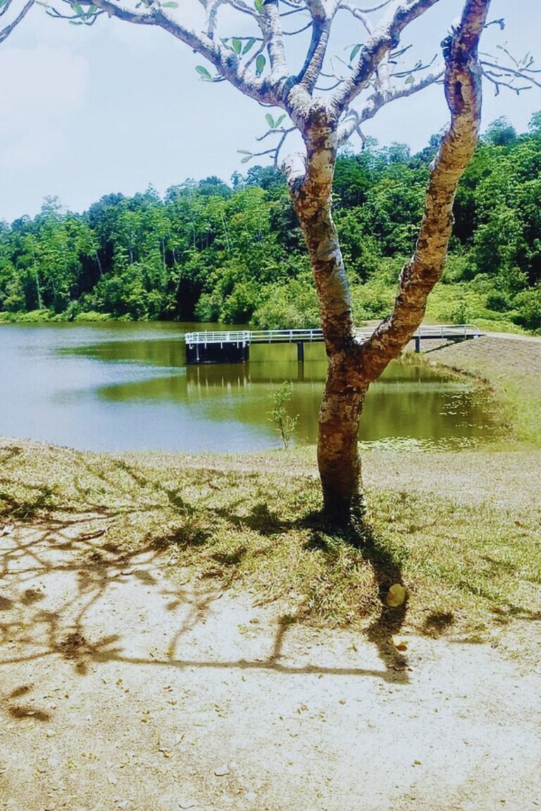 Hiyare Reservoir surrounded by lush rainforest in Sri Lanka