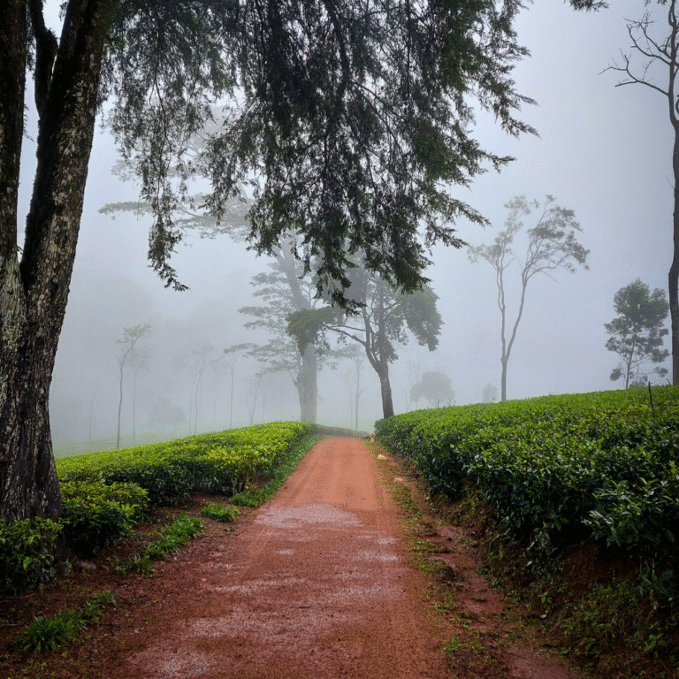 Historic first tea estate of Sri Lanka Loolkandura