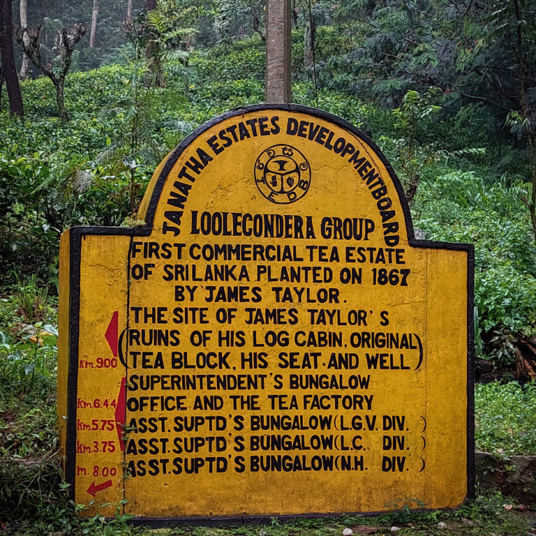 Green tea fields at Loolkandura Estate in Kandy