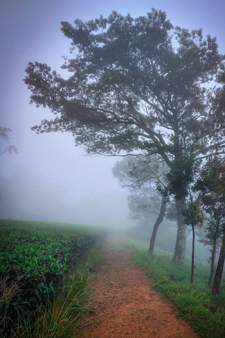 Walking path through Loolkandura tea hills