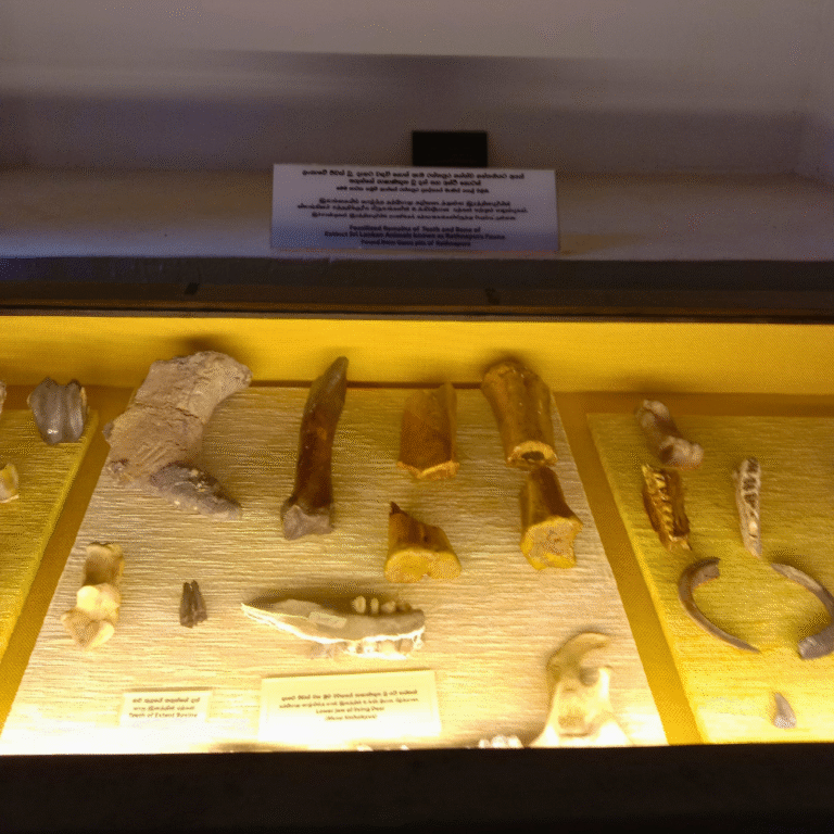 interior of Ratnapura National Museum showcasing ancient tools