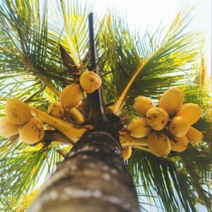 King coconut beverage in a traditional Sri Lankan market