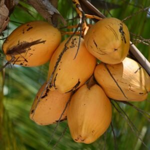 Refreshing tropical king coconut drink on a hot day