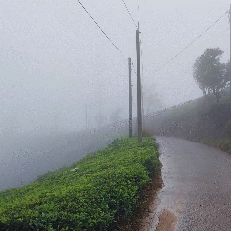 Shanthipura View Point with green tea plantations