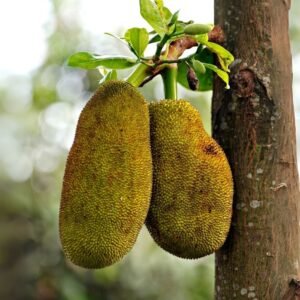 Authentic young jackfruit curry from Sri Lanka