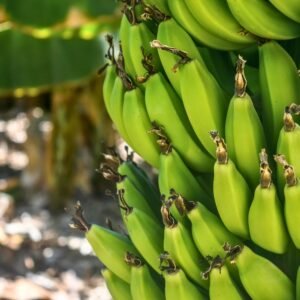 Fresh tropical bananas on a tree