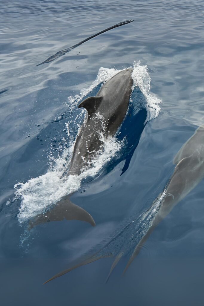tourists enjoying whale and dolphin watching in Sri Lanka