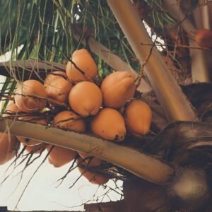 Fresh king coconut drink served in Sri Lanka