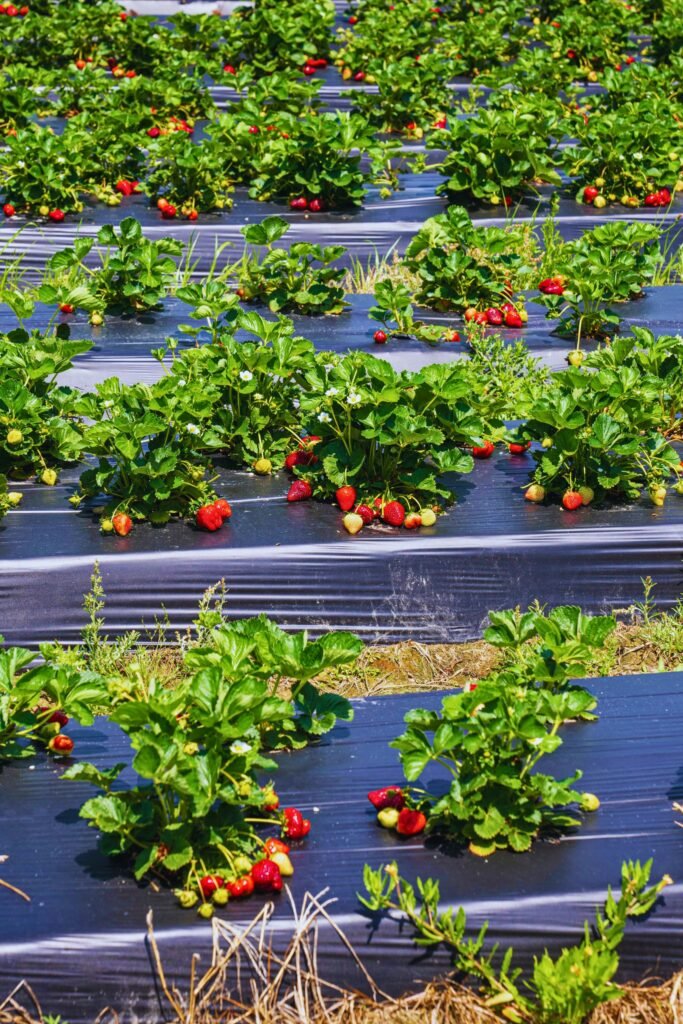 Agro tourism farm showcasing sustainable agriculture in Sri Lanka