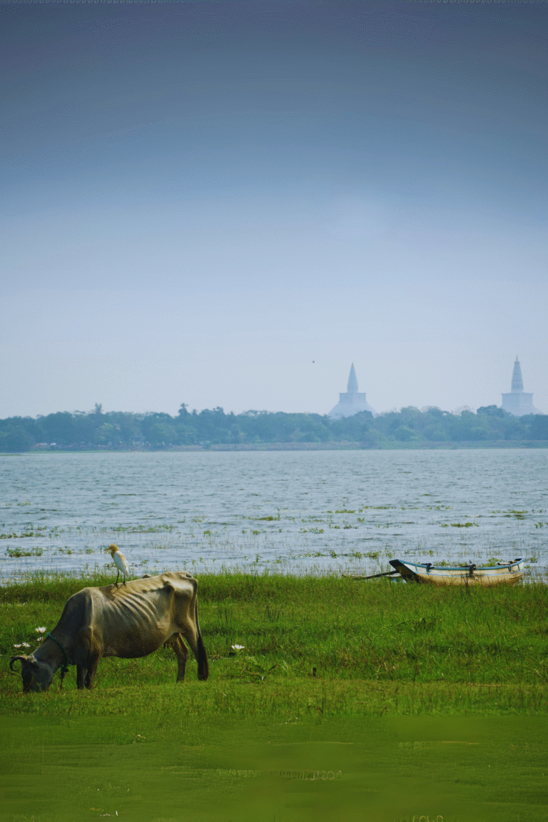 panoramic view of Thisa Wewa lake in Sri Lanka