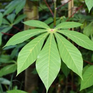 Homemade cassava products