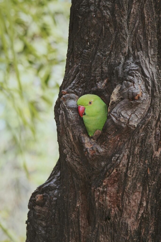 Bird watching in Sri Lanka near a calm lake