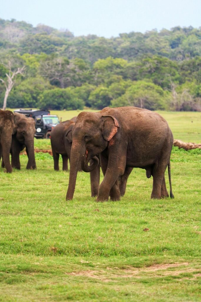 Close-up view of elephant family in the wild of Sri Lanka