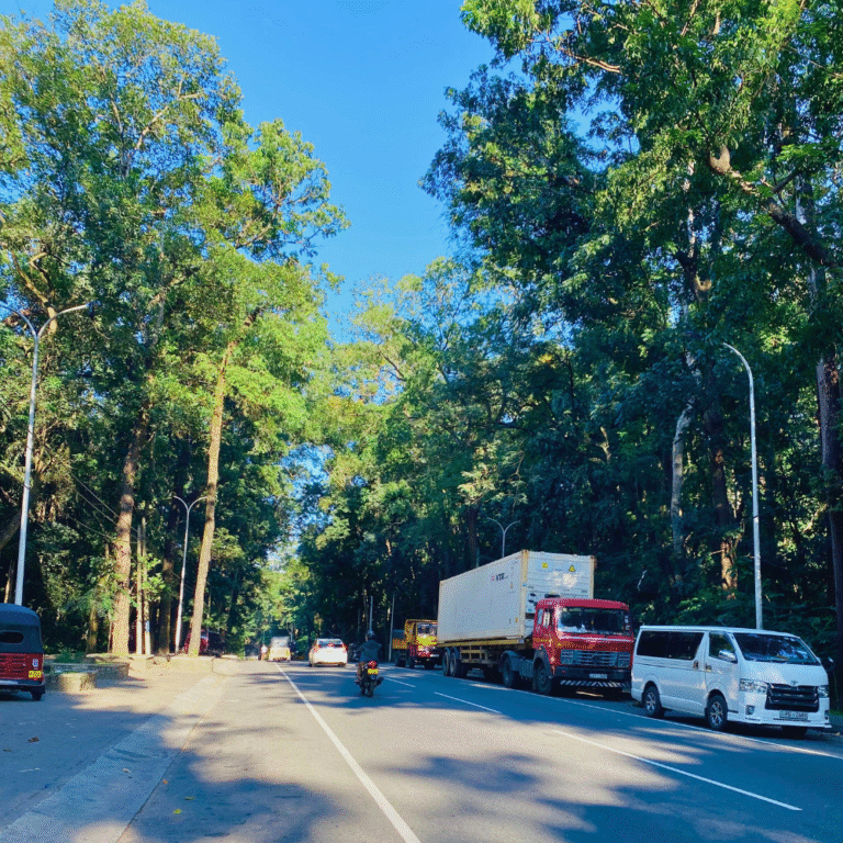sunlight filtering through tall trees in Badagamuwa