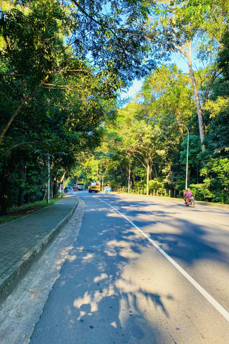 lush green forest canopy in Sri Lanka