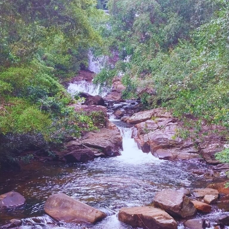 Small river flowing through Lankagama rainforest