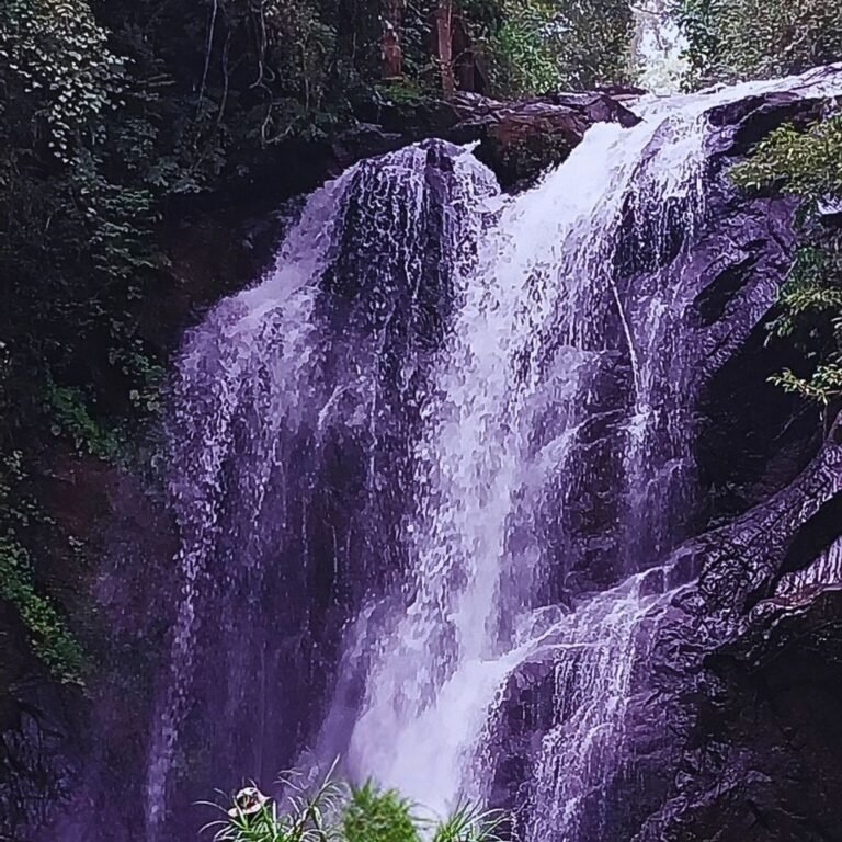 Lankagama rainforest trail surrounded by lush greenery