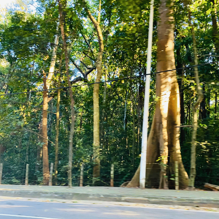 peaceful nature path for eco tourism in Sri Lanka