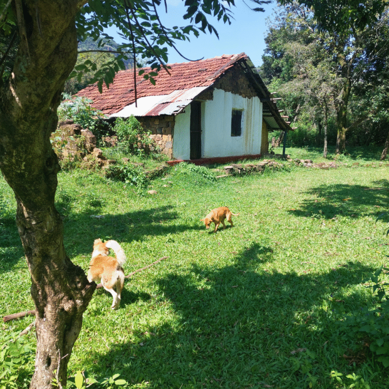 traditional Sri Lankan village houses in Walpolamulla