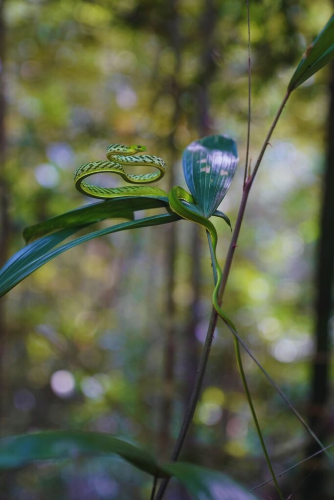 Ahaetulla green vine snake in Sri Lanka forest