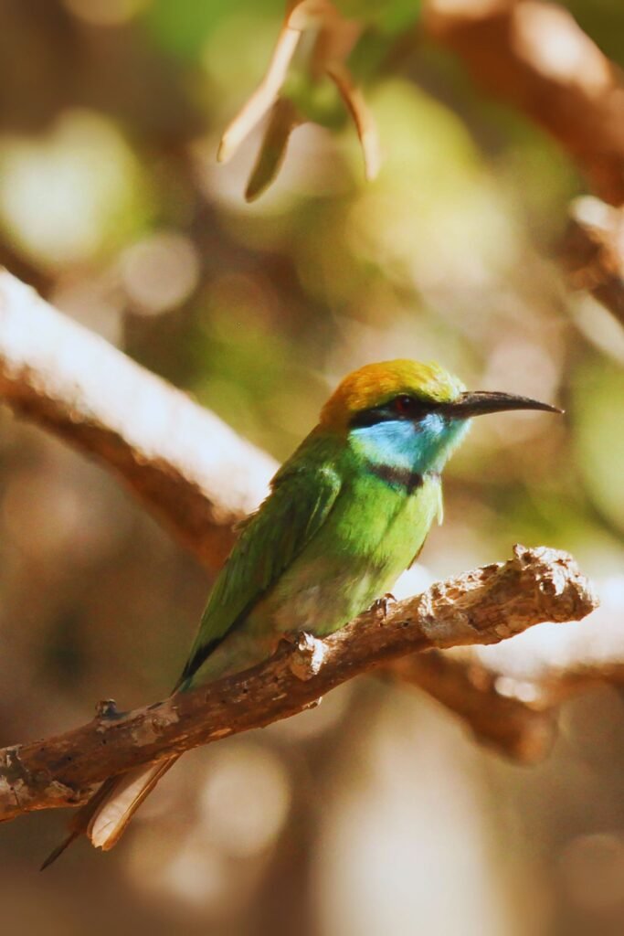 Asian green bee-eater perched on a branch in Sri Lanka
