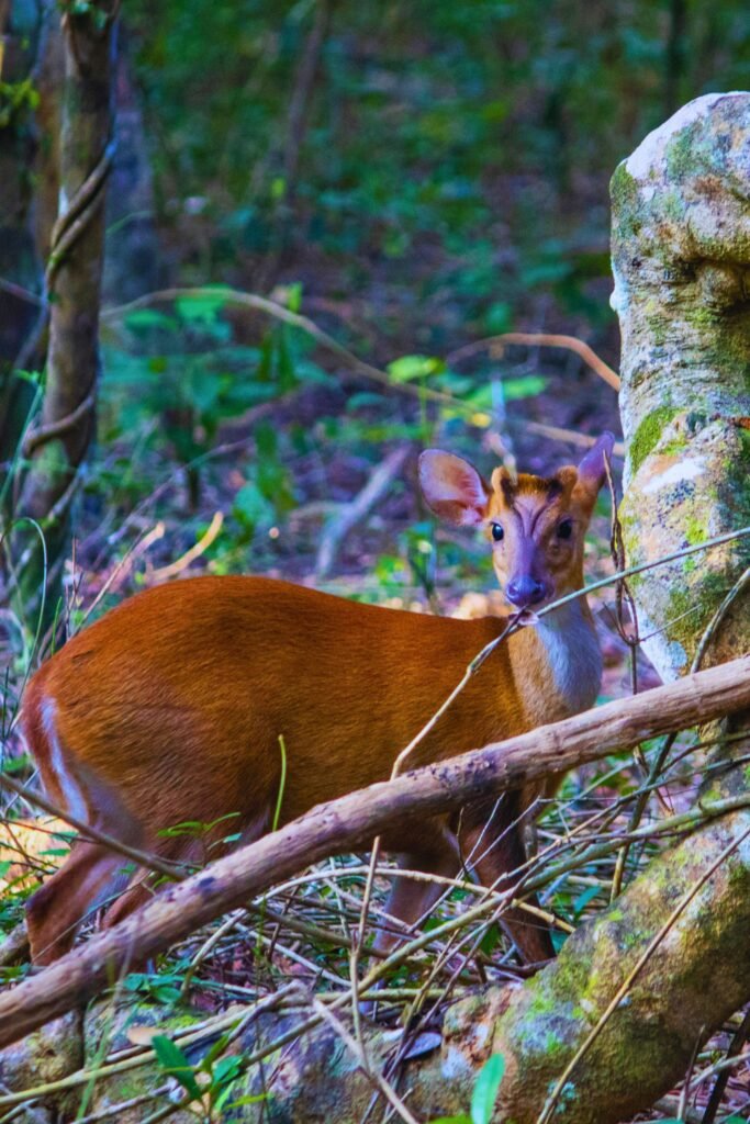 Barking deer standing in Sri Lanka forest