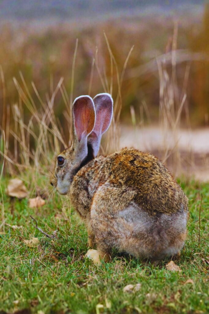 close-up of Indian hare in natural habitat