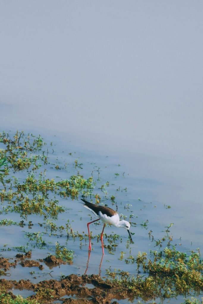Black winged stilt bird standing in Sri Lankan wetland