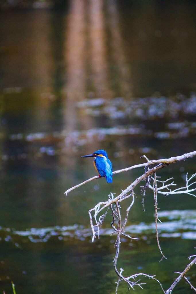 Blue Eared Kingfisher perched on a branch in Sri Lanka