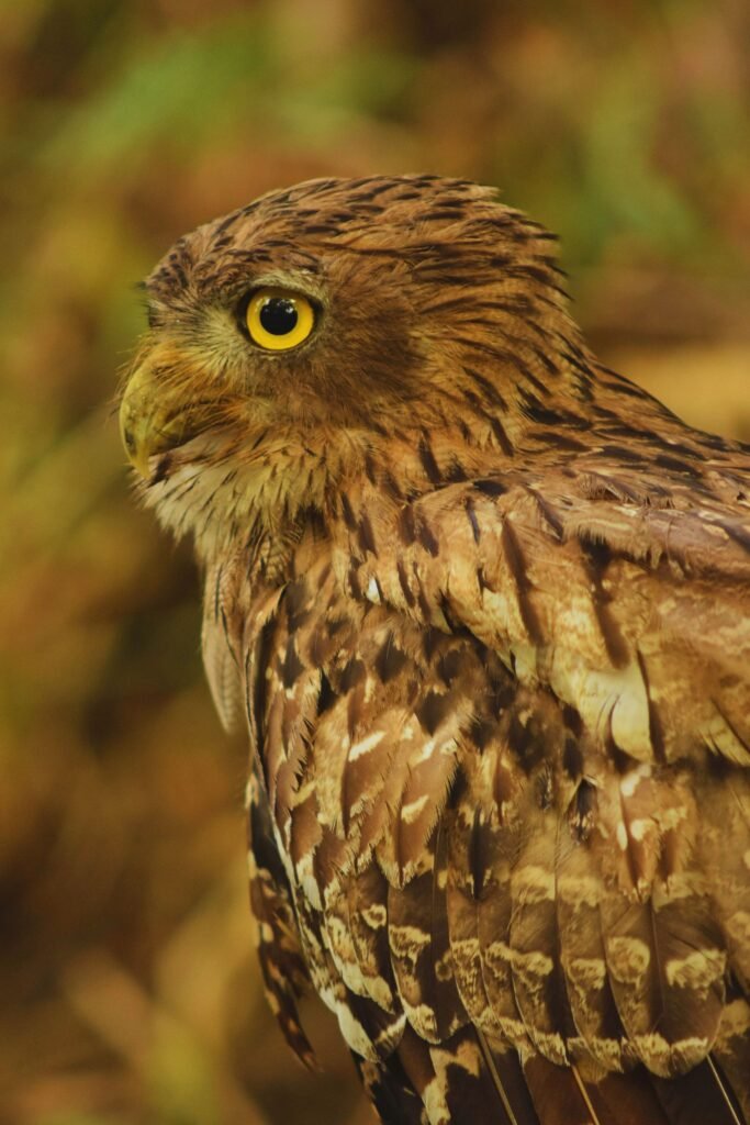 Brown Fish Owl perched on a tree branch in Sri Lanka