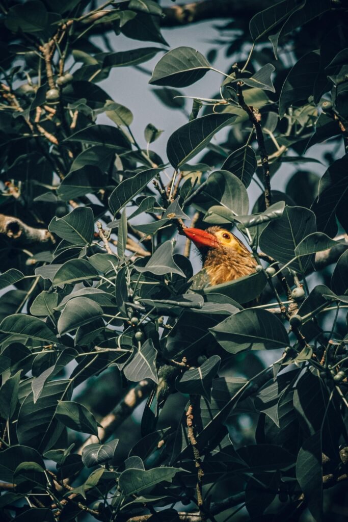 Brown headed barbet bird in Sri Lanka