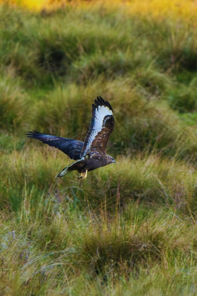 Common buzzard spreading wings in Sri Lankan forest