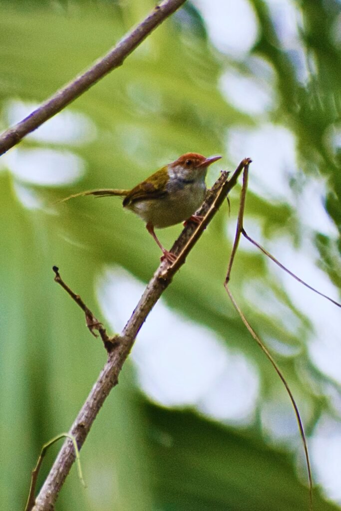 Common Tailorbird perched on a leafy branch in Sri Lanka