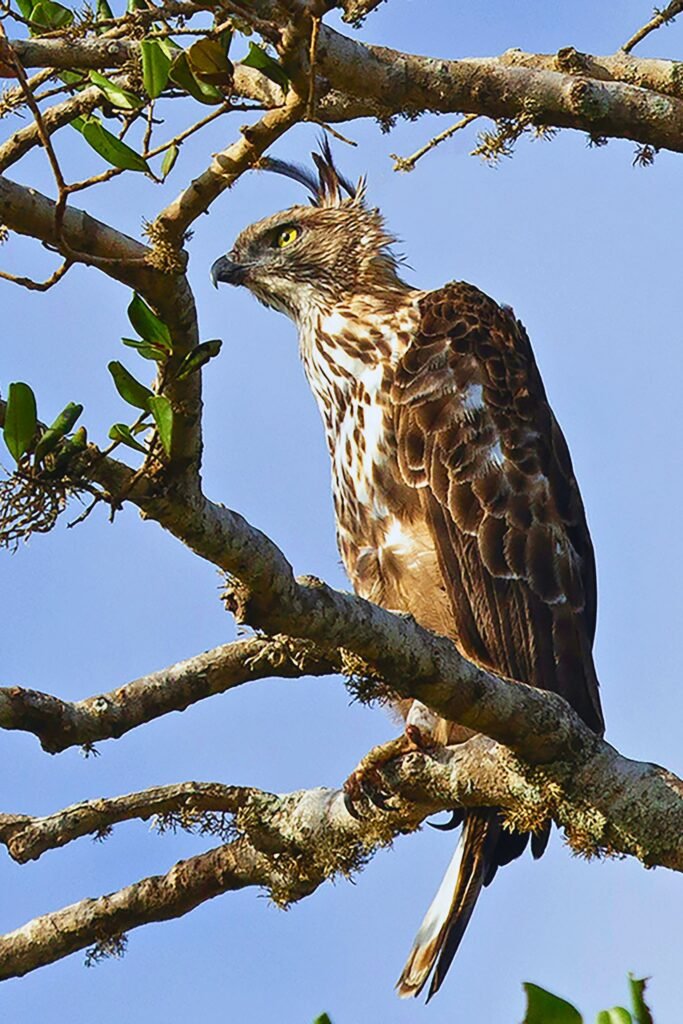 Crested Hawk Eagle perched on a tree branch in Sri Lanka