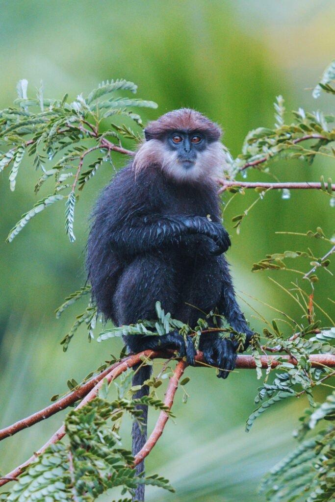 Purple-faced langur sitting on a tree branch in Sri Lanka