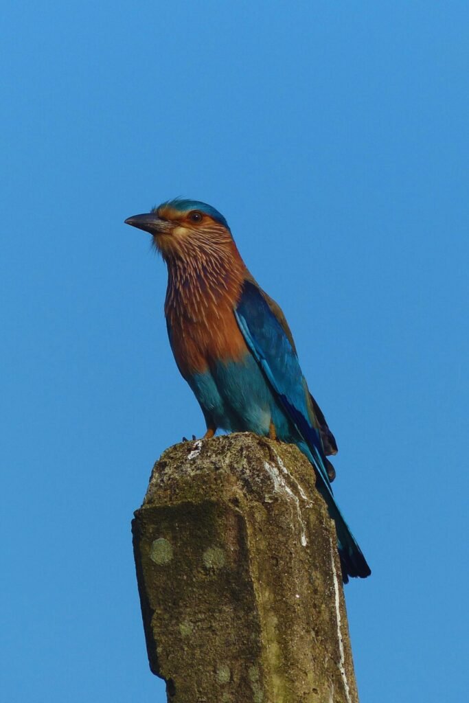 Close-up of Indian Roller showing vibrant blue and brown feathers