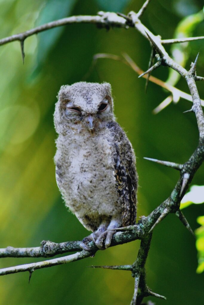 Indian Scops-Owl resting on a tree branch in Sri Lanka