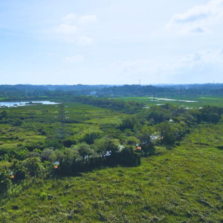 Mangrove ecosystem at Kirala Kale wetland park