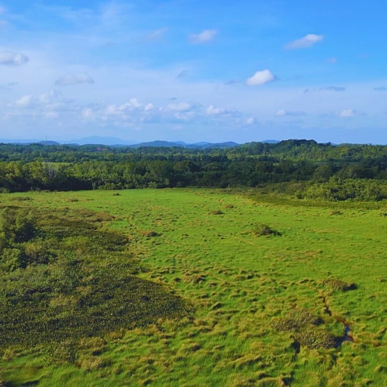 Lush greenery and wetlands at Kirala Kale nature reserve
