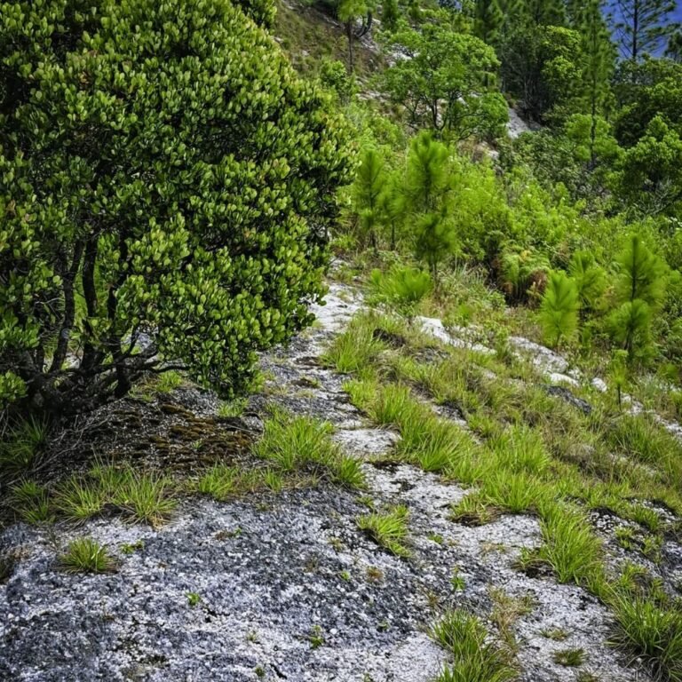 Hill country panorama captured from Lunugala Mountain Sri Lanka
